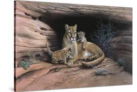 Mountain Lions-Harro Maass-Stretched Canvas