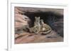 Mountain Lions-Harro Maass-Framed Premium Giclee Print