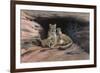 Mountain Lions-Harro Maass-Framed Premium Giclee Print