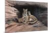 Mountain Lions-Harro Maass-Mounted Premium Giclee Print