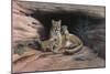 Mountain Lions-Harro Maass-Mounted Giclee Print