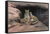Mountain Lions-Harro Maass-Framed Stretched Canvas