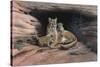 Mountain Lions-Harro Maass-Stretched Canvas