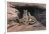 Mountain Lions-Harro Maass-Framed Giclee Print