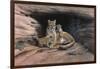 Mountain Lions-Harro Maass-Framed Giclee Print