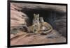 Mountain Lions-Harro Maass-Framed Giclee Print