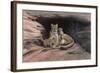 Mountain Lions-Harro Maass-Framed Giclee Print