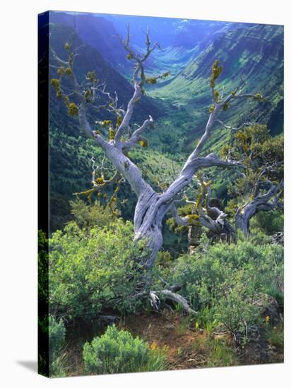 Mountain Mahogany Snags and Sagebrush, Steens Mountain National Recreation Lands, Oregon, USA-Scott T. Smith-Stretched Canvas