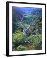 Mountain Mahogany Snags and Sagebrush, Steens Mountain National Recreation Lands, Oregon, USA-Scott T. Smith-Framed Photographic Print