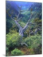 Mountain Mahogany Snags and Sagebrush, Steens Mountain National Recreation Lands, Oregon, USA-Scott T. Smith-Mounted Photographic Print