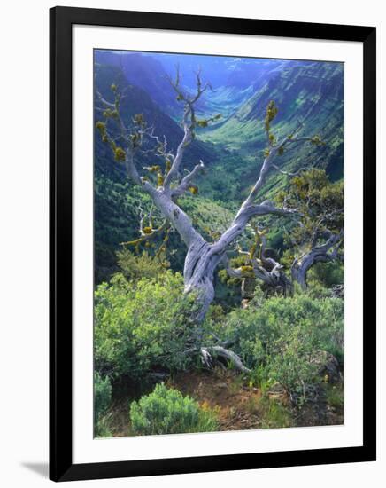 Mountain Mahogany Snags and Sagebrush, Steens Mountain National Recreation Lands, Oregon, USA-Scott T. Smith-Framed Photographic Print