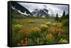 Mountain Meadow, Canada-David Nunuk-Framed Stretched Canvas