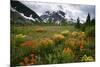 Mountain Meadow, Canada-David Nunuk-Mounted Photographic Print