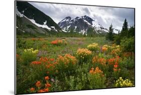 Mountain Meadow, Canada-David Nunuk-Mounted Photographic Print