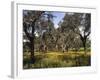 Mountain Meadow-Thonig-Framed Photographic Print