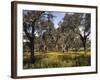 Mountain Meadow-Thonig-Framed Photographic Print