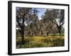 Mountain Meadow-Thonig-Framed Photographic Print