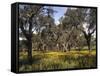 Mountain Meadow-Thonig-Framed Stretched Canvas