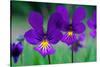 Mountain pansy flowers, Cairngorms National Park, Scotland-Laurie Campbell-Stretched Canvas