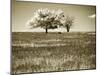 Mountain Picnic II-Alan Hausenflock-Mounted Photographic Print