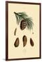 Mountain Pine, 1833-39-null-Framed Giclee Print