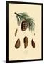 Mountain Pine, 1833-39-null-Framed Giclee Print