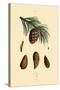 Mountain Pine, 1833-39-null-Stretched Canvas