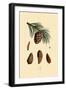 Mountain Pine, 1833-39-null-Framed Giclee Print