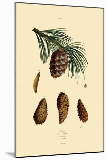 Mountain Pine, 1833-39-null-Mounted Giclee Print