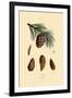 Mountain Pine, 1833-39-null-Framed Giclee Print