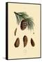 Mountain Pine, 1833-39-null-Framed Stretched Canvas