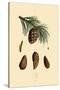 Mountain Pine, 1833-39-null-Stretched Canvas