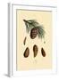 Mountain Pine, 1833-39-null-Framed Giclee Print