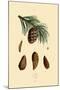 Mountain Pine, 1833-39-null-Mounted Giclee Print