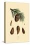 Mountain Pine, 1833-39-null-Stretched Canvas