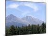 Mountain Pines, Vysoke Tatry Mountains, Vysoke Tatry, Slovakia-Richard Nebesky-Mounted Photographic Print