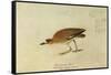 Mountain Plover-John James Audubon-Framed Stretched Canvas