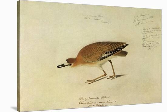 Mountain Plover-John James Audubon-Stretched Canvas