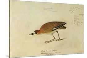 Mountain Plover-John James Audubon-Stretched Canvas