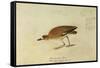 Mountain Plover-John James Audubon-Framed Stretched Canvas