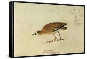 Mountain Plover-John James Audubon-Framed Stretched Canvas