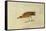 Mountain Plover-John James Audubon-Framed Stretched Canvas