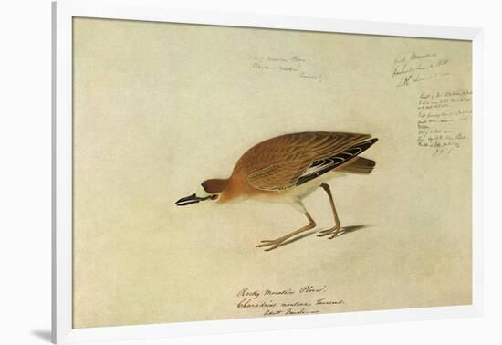 Mountain Plover-John James Audubon-Framed Giclee Print