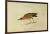 Mountain Plover-John James Audubon-Framed Giclee Print