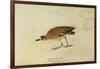 Mountain Plover-John James Audubon-Framed Giclee Print