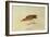 Mountain Plover-John James Audubon-Framed Giclee Print