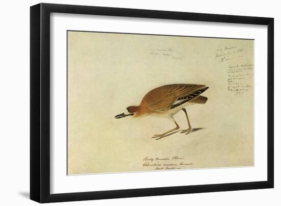 Mountain Plover-John James Audubon-Framed Giclee Print