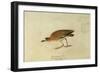 Mountain Plover-John James Audubon-Framed Giclee Print