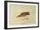 Mountain Plover-John James Audubon-Framed Giclee Print