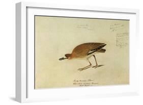 Mountain Plover-John James Audubon-Framed Giclee Print